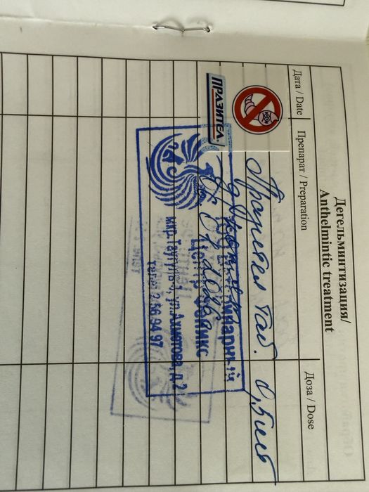 Продается Котенок породы Бенгал