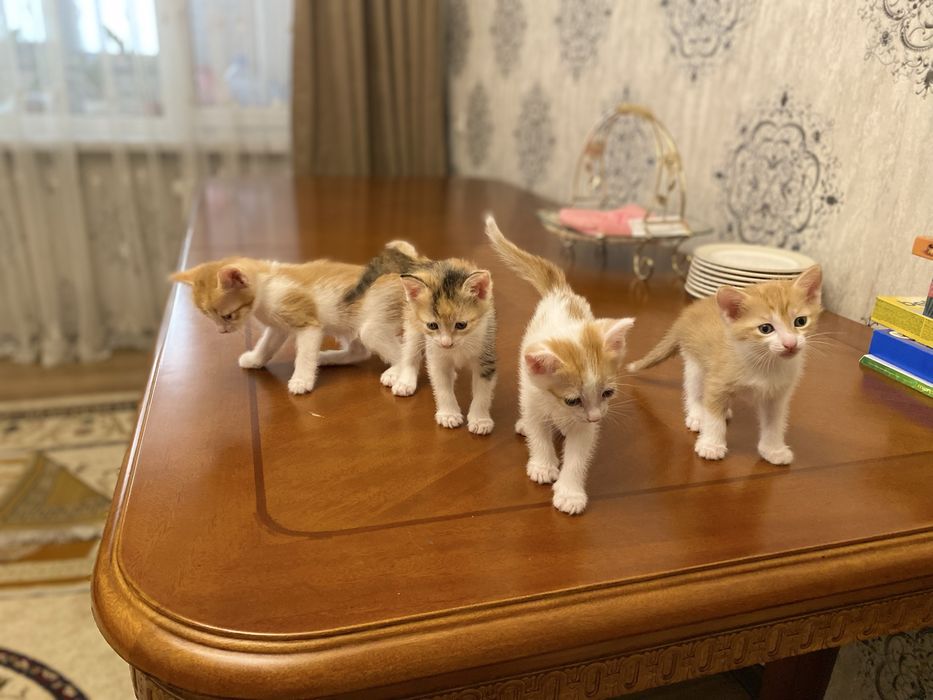 Марғаулар сатылады. Бір данасы 5000 тг