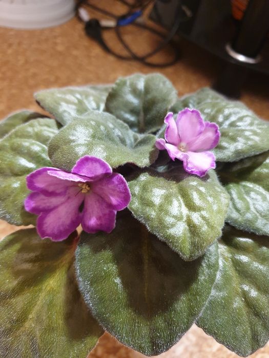 Сортовые фиалки **