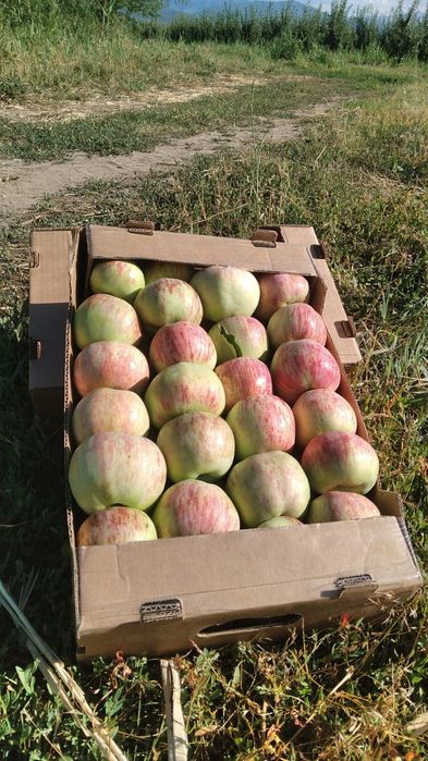 Продам местные вкусные яблоки разных сортов