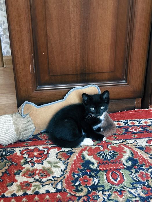Ищу хозяина котенку