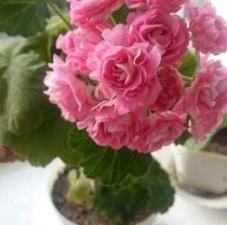 герань укорененная