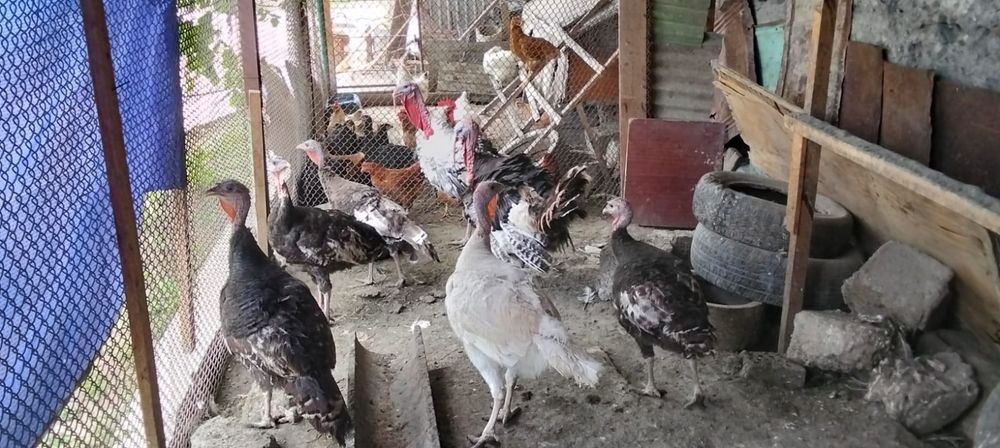 Индюки самцы и самки (1год)