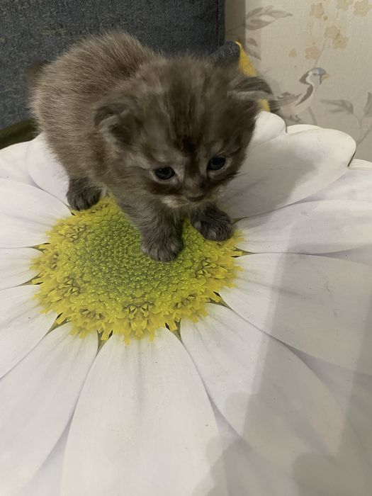 Отдам котят в добрые руки