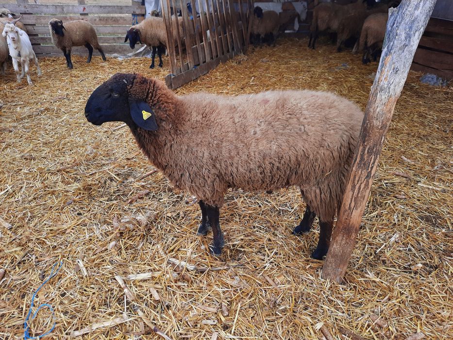 Berbeci rasa Carabas