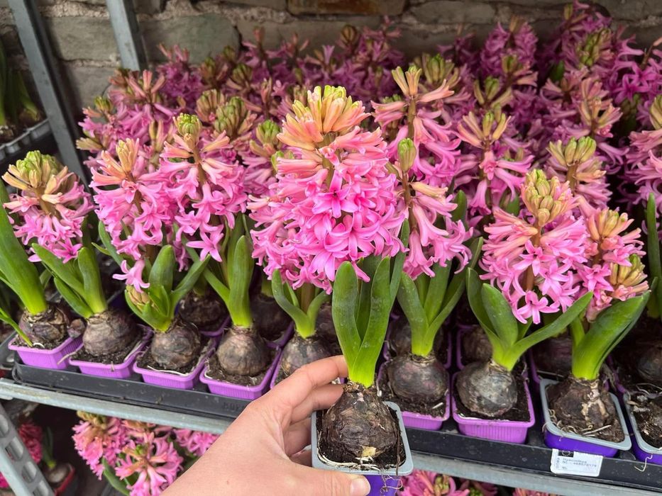 Зюмбюл за 8ми Март