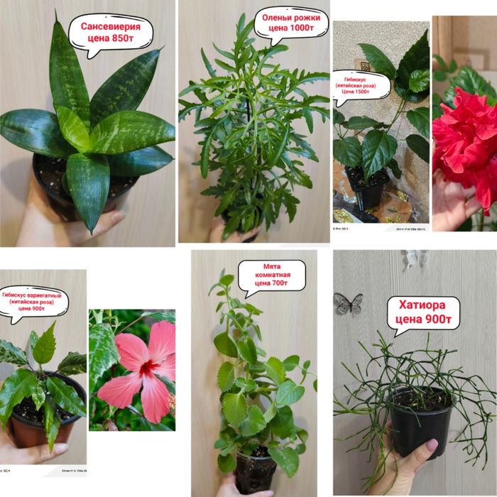 Продам комнатные цветы!