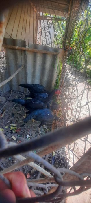 Кони тоза кора макйонлар