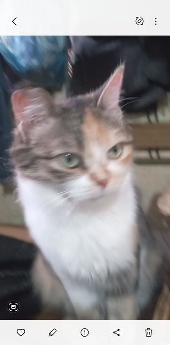 Подарю  кошечку. г.Рудный.