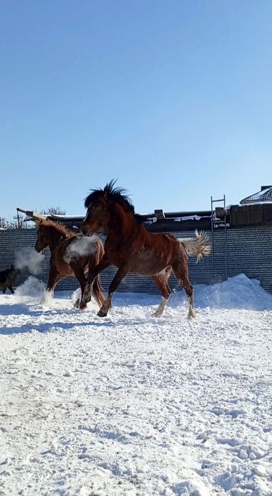 Продам бие породы першерон.