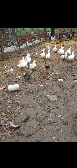 De vînzare  ouă de gîsca