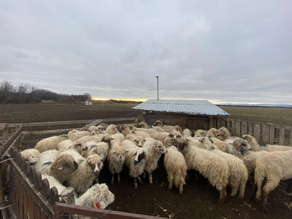 Oi reforme de vanzare