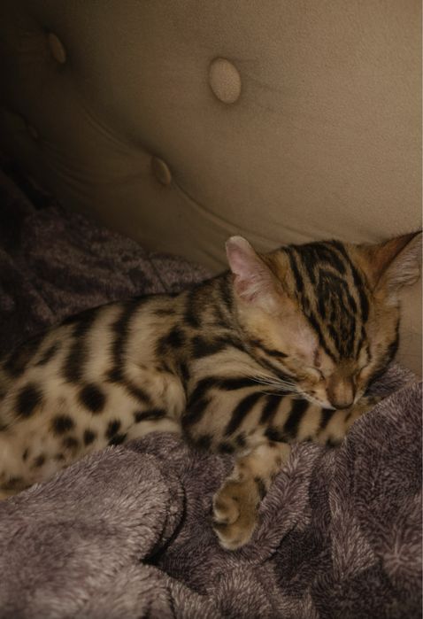 Бенгальский котенок