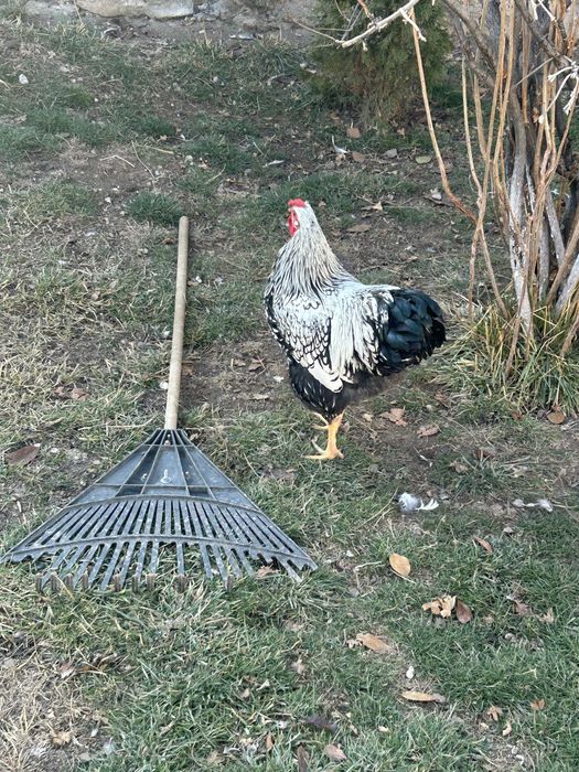 Виандот петух 5 месяцев