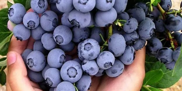 Arbusti Fructiferi (AFIN )