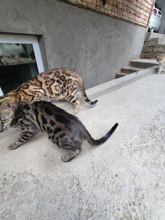 Продам Бенгальские кошки