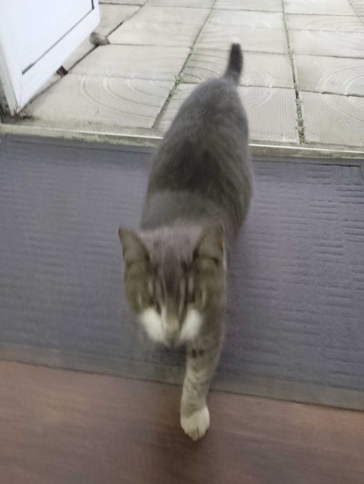 Подарявам котета