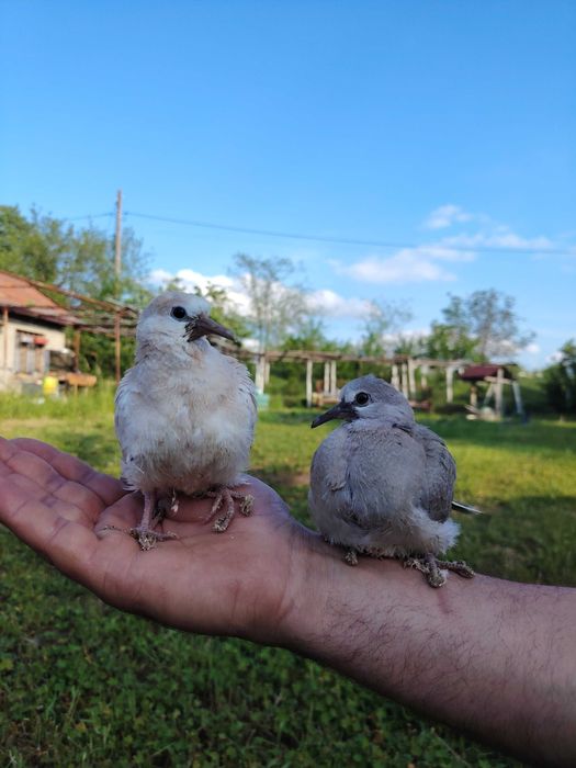 Скумрийки гугутки млади