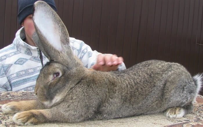 Заяц великан кролик