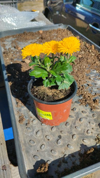 Продам хризантемы