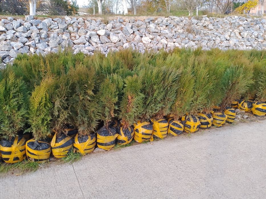 Tuya archa sotiladi kekishtirib beramiz