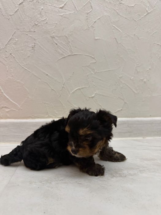 Йоркширски териер мини мъжки йорки