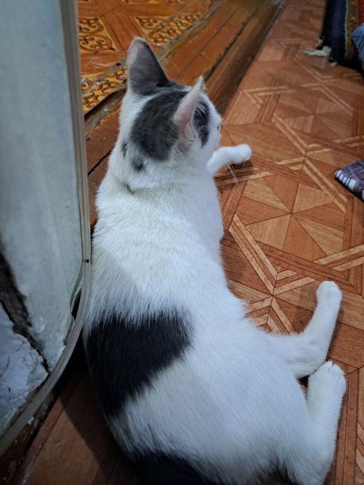 Котёнок 4 месяца