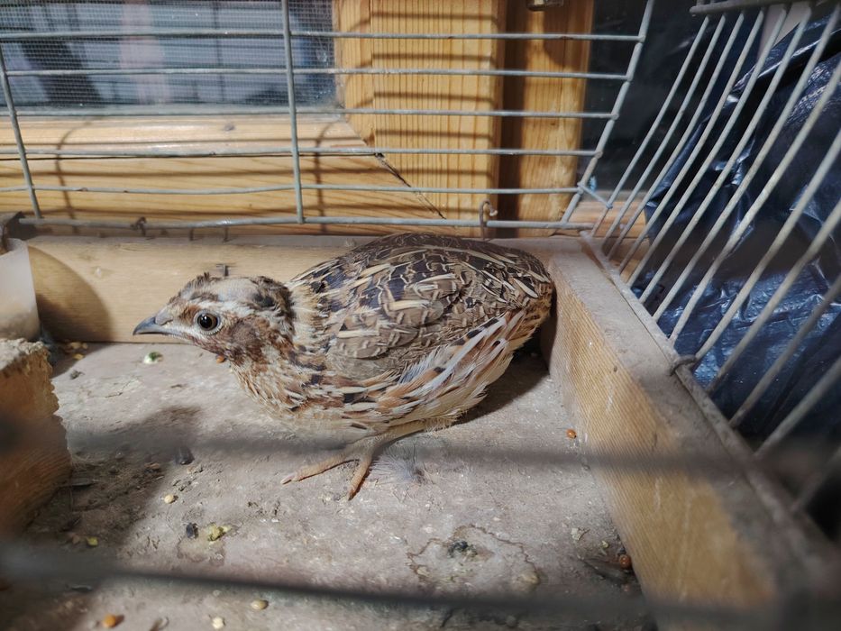 Urushqoq bedana chempion