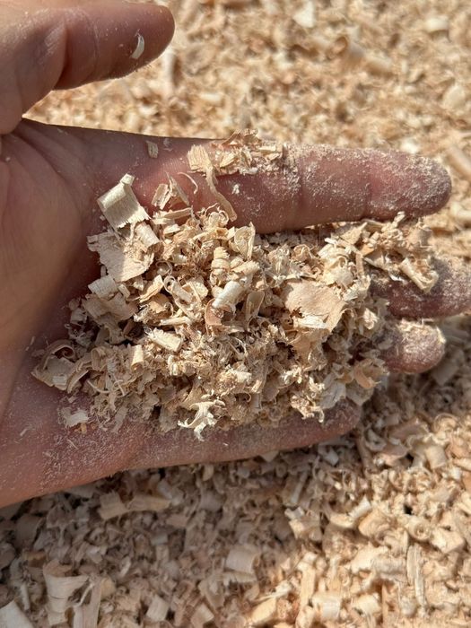 Rumegus fag uscat - pentru afumat