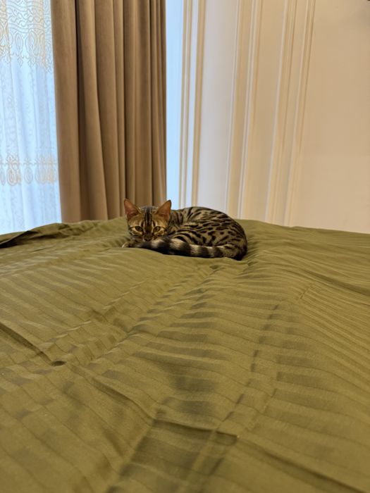 Бенгальская кошечка