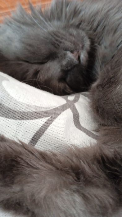 Срочно отдам котенка