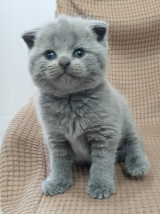 Продам шотландского мальчика