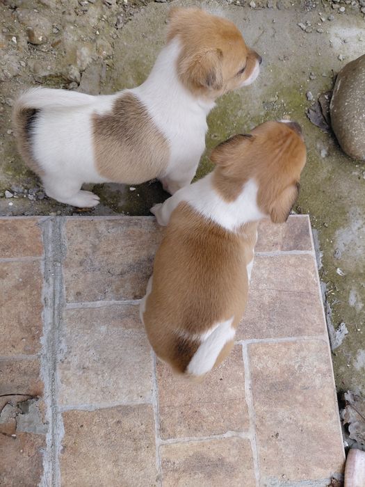 Кученца Джак Ръсел териер