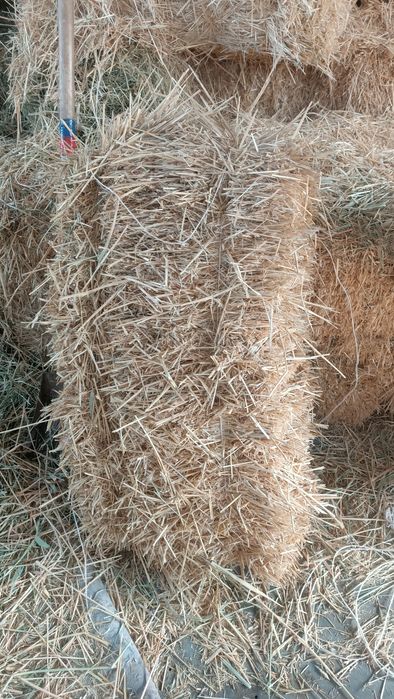 Продам сено шоп арпа прес