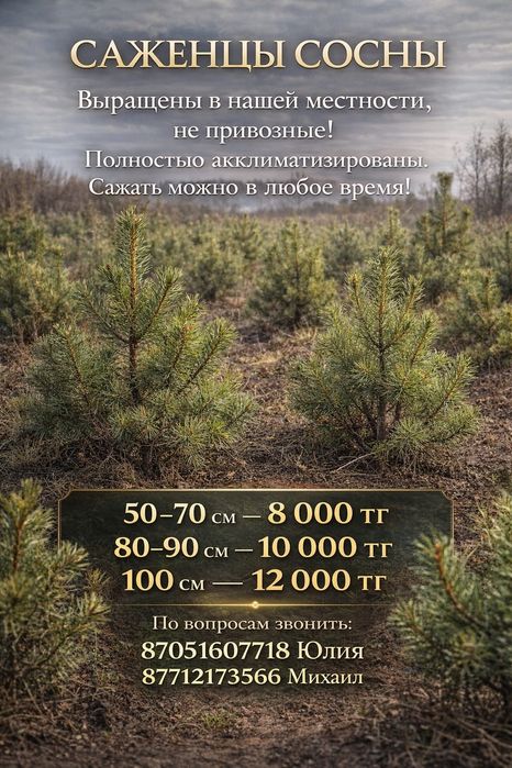 Продам саженцы сосны