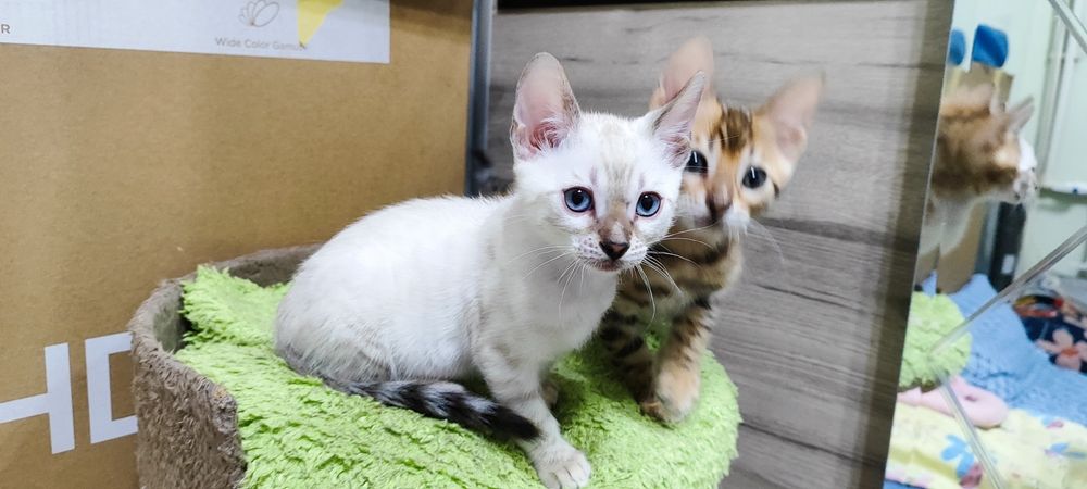 Продаются бенгальские котята