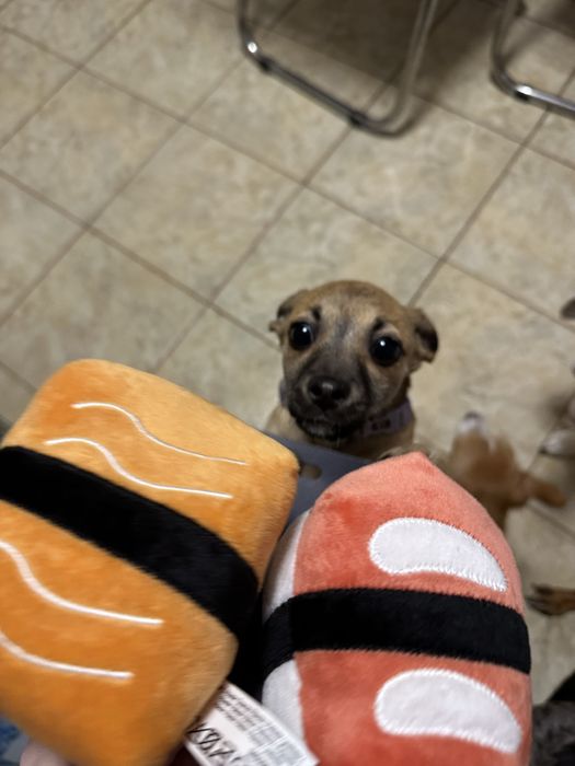 Lisa isi cauta casuta