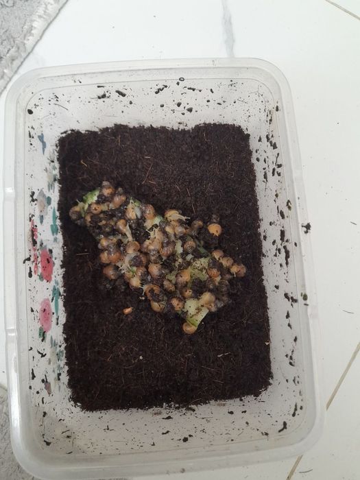 Улитка 1см сотилади