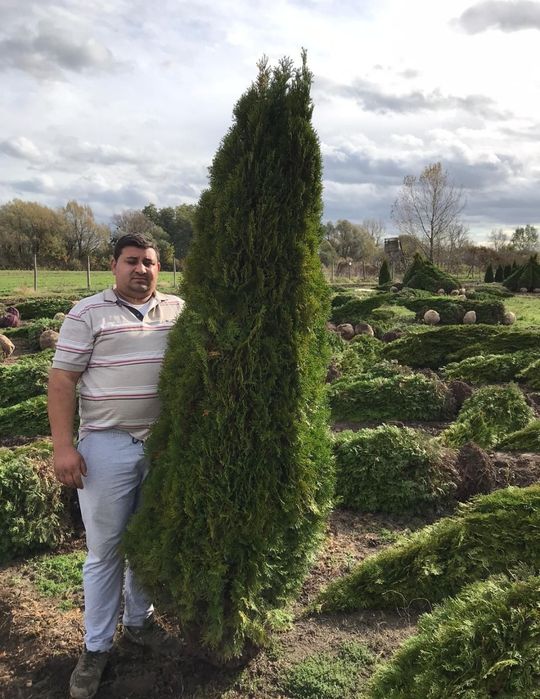 Tuia smaragd și leylandii 2.3m - 2.5m/ asiguram transport și plantat