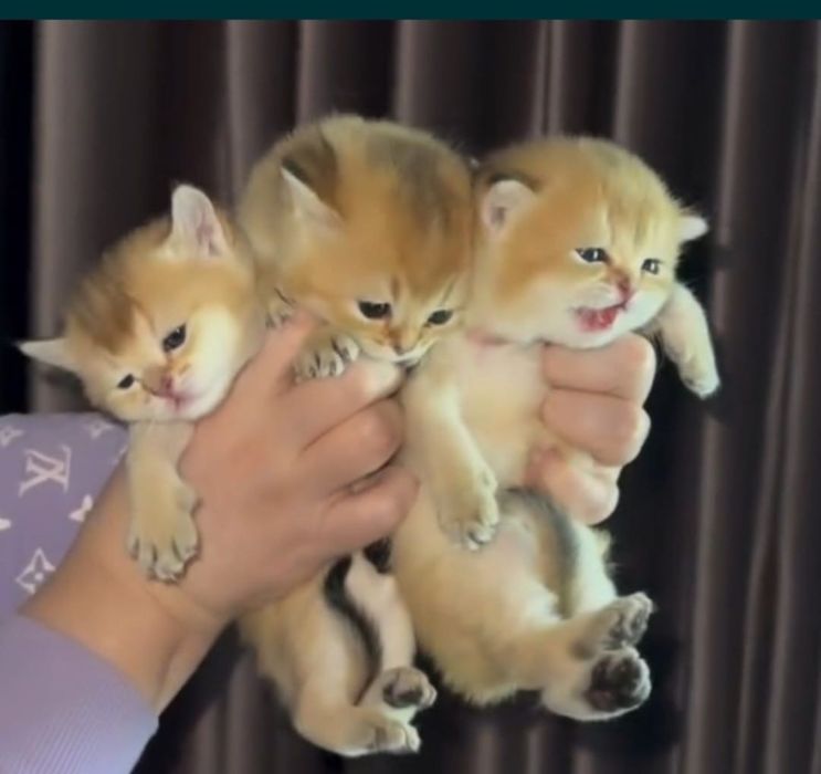 Золотая шиншилла