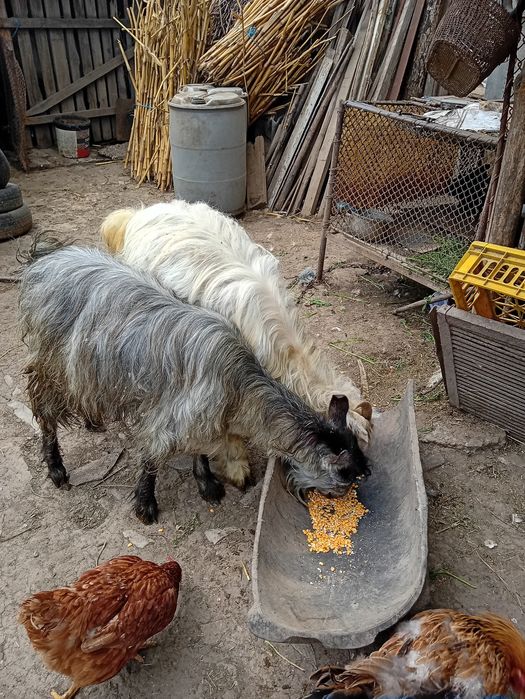 Capre cu iezi rasă Albă de Banat
