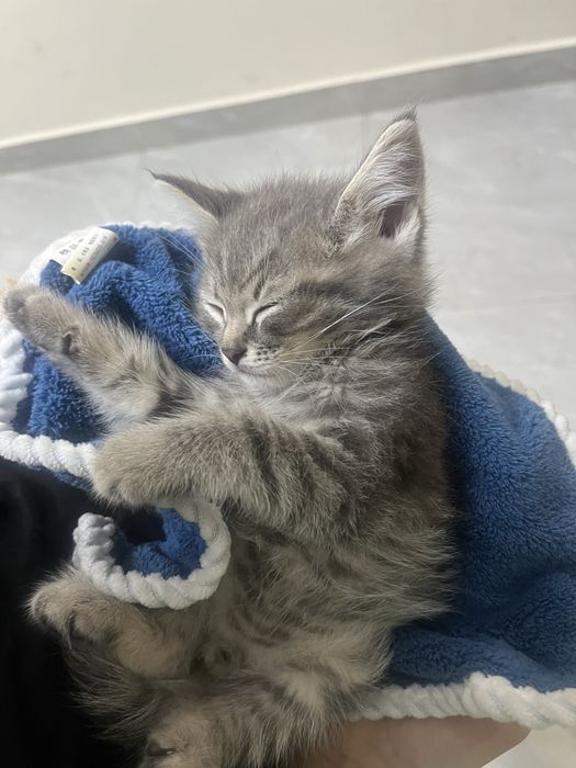котенок домашни чистый