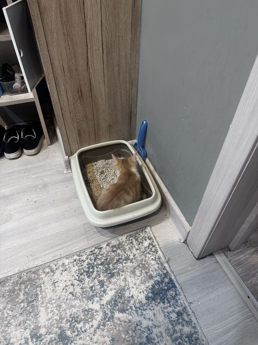 Отдам котенка мальчик в добрые руки кушает все