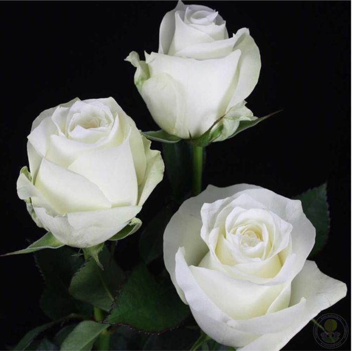 atirgul kochatlari ishonchi va garantiyalik!