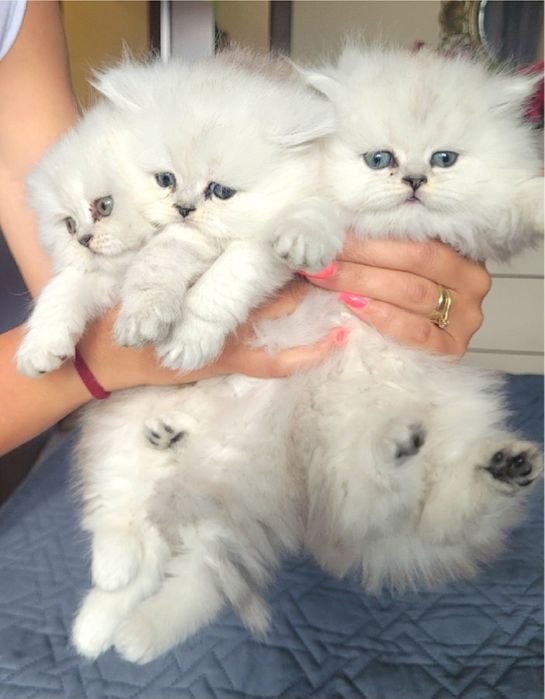 Британски дългокосмести котенца