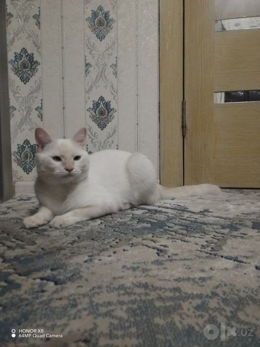 Скотиш страйт мальчик