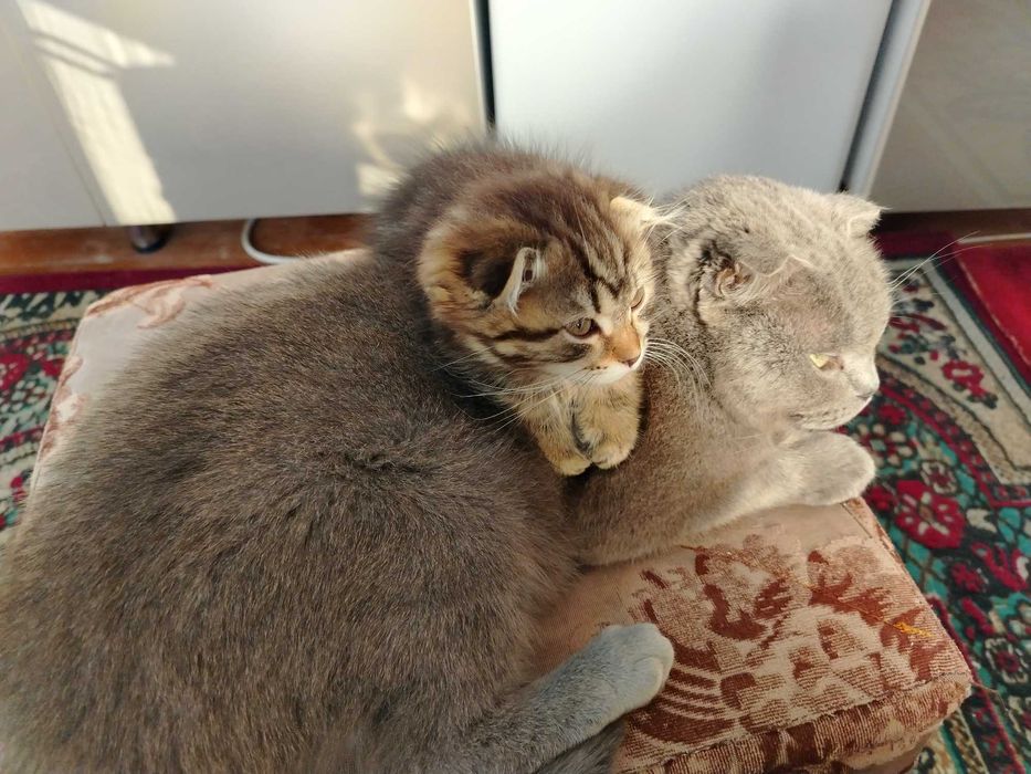 Мушукча сотилади