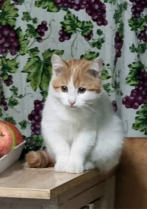 Отдадим в лучшие руки двух девочек