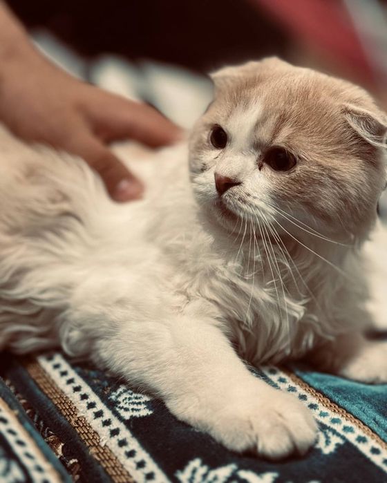 Продается котенок!