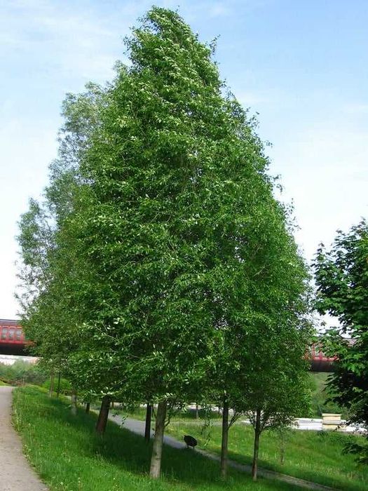 Plop chinezesc (Populus simonii)